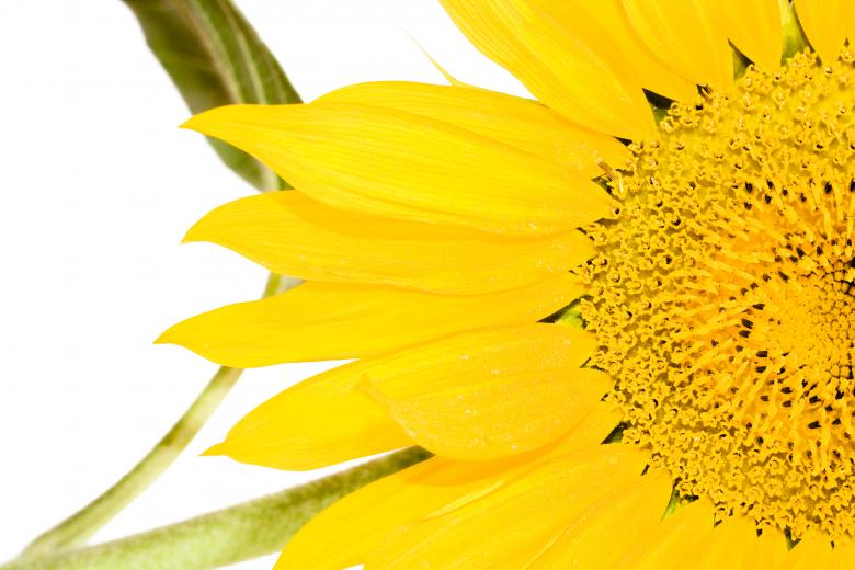 Free stock image of Sunflower  created by 2happy