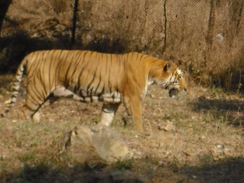 Free stock image of Tiger created by selva ganesh