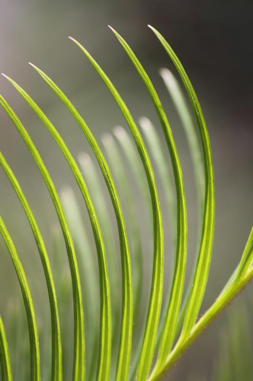 Free stock image of Spiky leaf created by madzindia