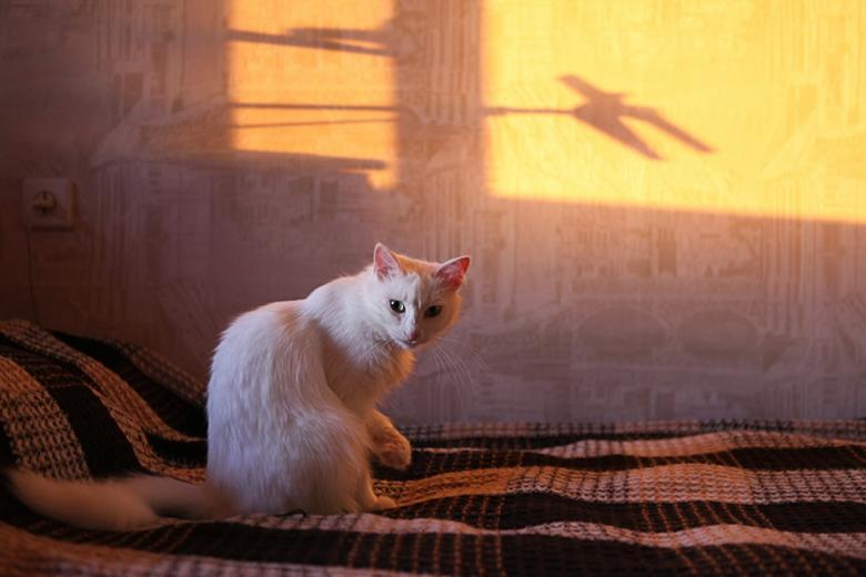 Free stock image of White Cat created by 2happy