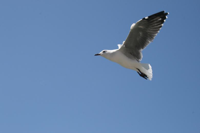 Free stock image of Seagull created by Tony McGregor