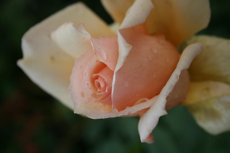Free stock image of Rose blushing pink created by Tony McGregor