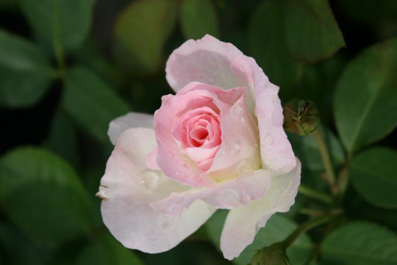 Free stock image of Pink Rose created by Tony McGregor