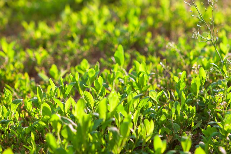 Free stock image of grass created by 2happy
