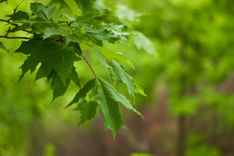 Free stock image of leaves created by 2happy