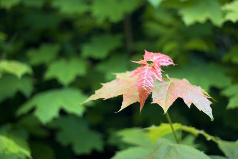 Free stock image of leaves created by 2happy