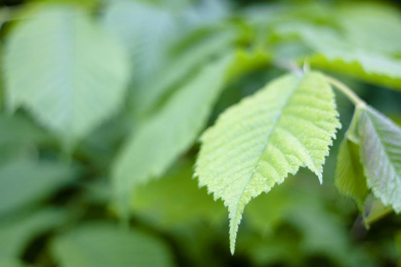 Free stock image of leaves created by 2happy