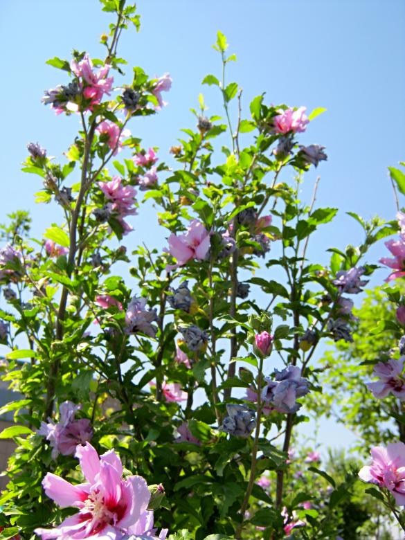 Free stock image of Blossom created by mrceviz
