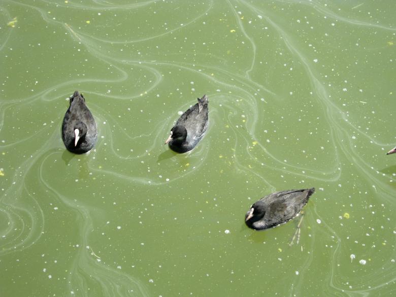 Free stock image of Three Ducks created by mrceviz