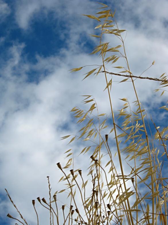 Free stock image of Old grass created by mrceviz