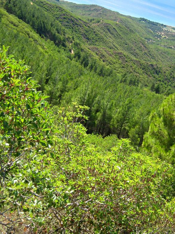 Free stock image of Big forest created by mrceviz