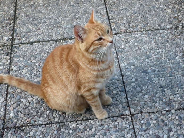 Free stock image of Sitting Cat created by mrceviz
