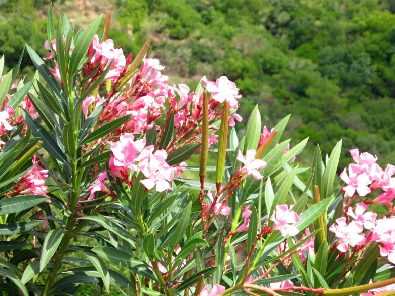 Free stock image of Oleander created by mrceviz