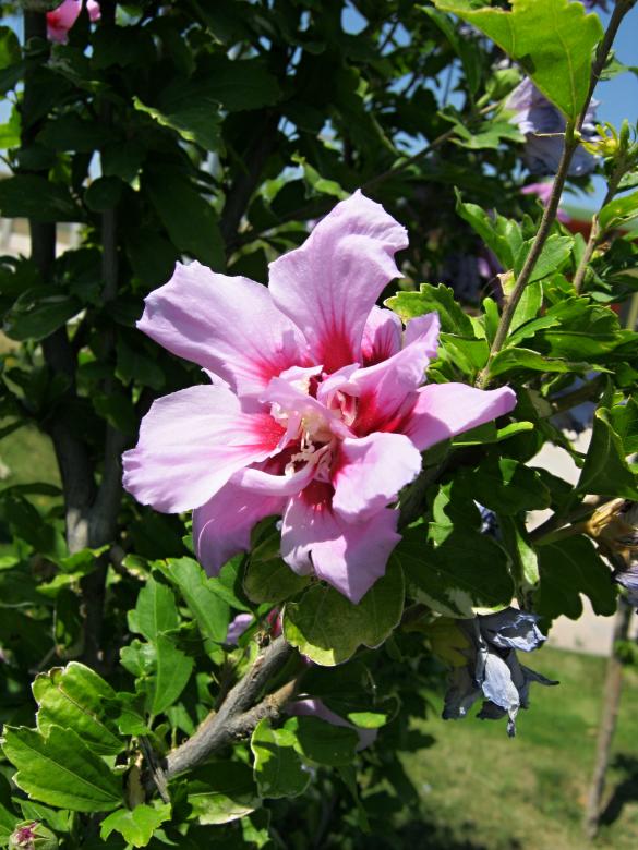 Free stock image of Single blossom created by mrceviz