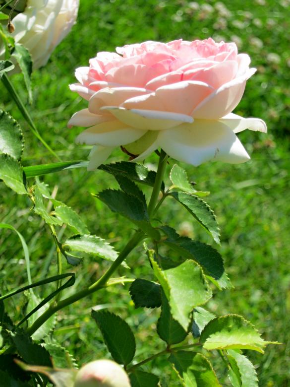 Free stock image of Pink Rose created by mrceviz