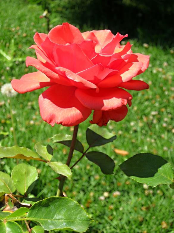 Free stock image of Red Rose 3 created by mrceviz