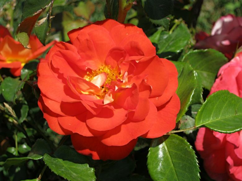 Free stock image of Red Rose4 created by mrceviz