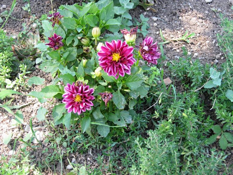 Free stock image of pink purple flowers created by mrceviz