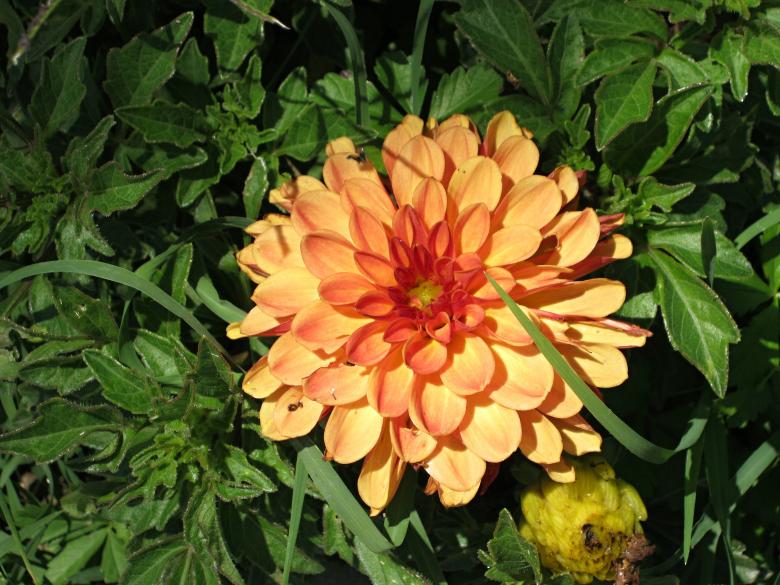 Free stock image of Orange flowers created by mrceviz