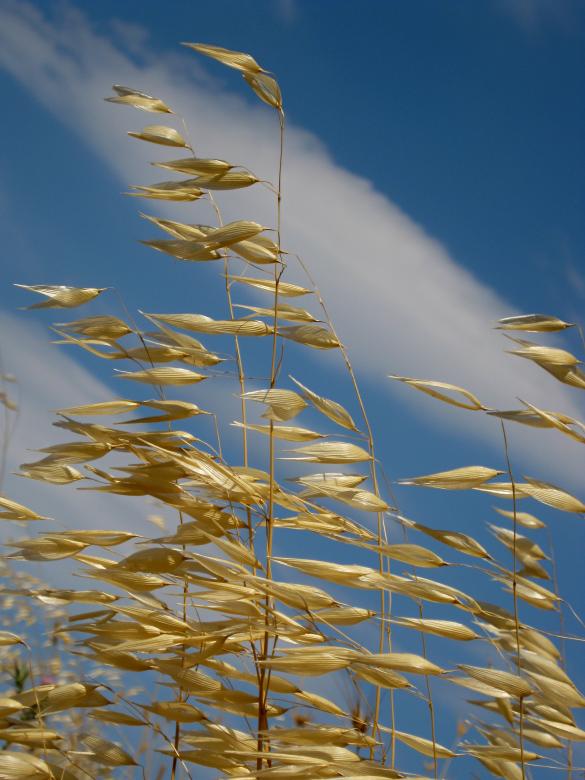 Free stock image of Hay created by mrceviz