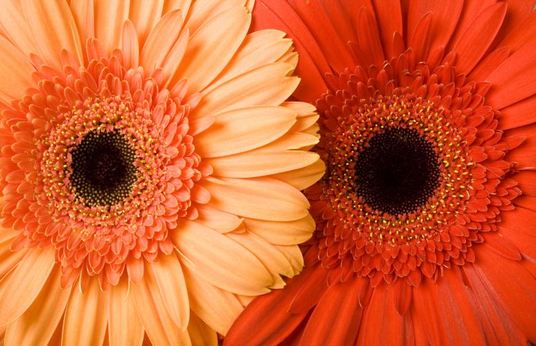 Free stock image of Red and Orange Gerbera flowers created by 2happy