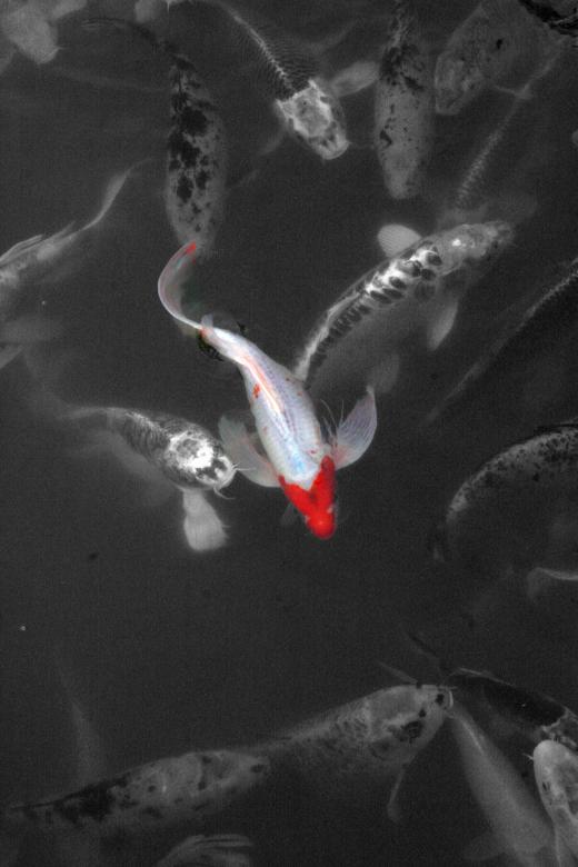 Free stock image of Koi in color created by Chris Adzima
