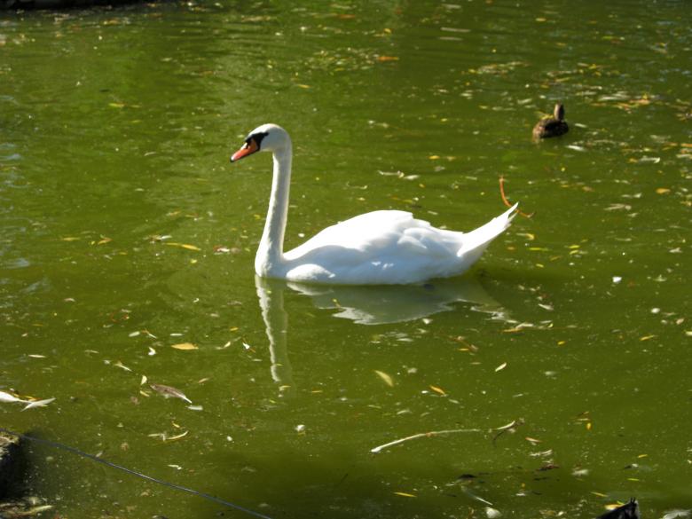 Free stock image of Swan created by mrceviz