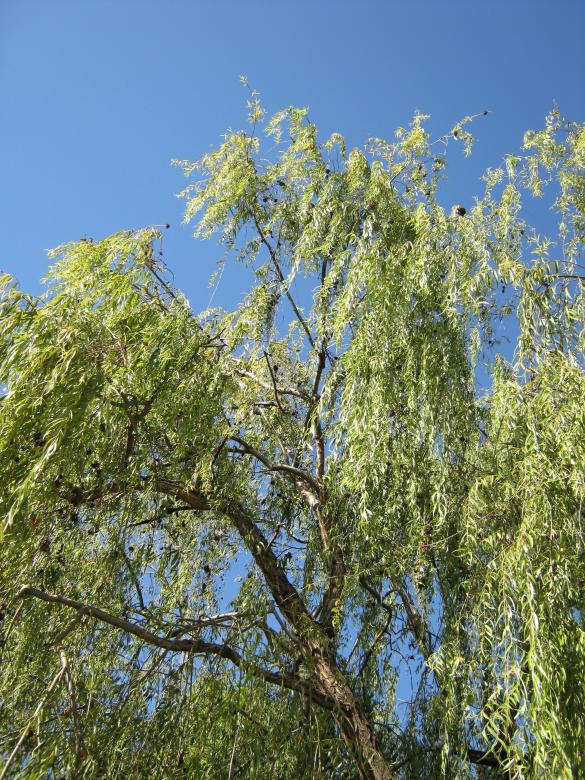 Free stock image of Salicaceae created by mrceviz