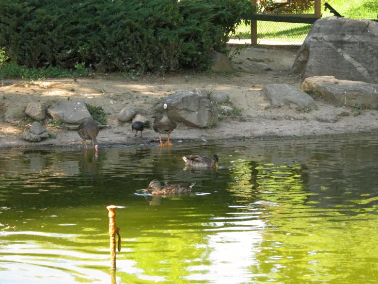 Free stock image of Geese and ducks in pond created by mrceviz