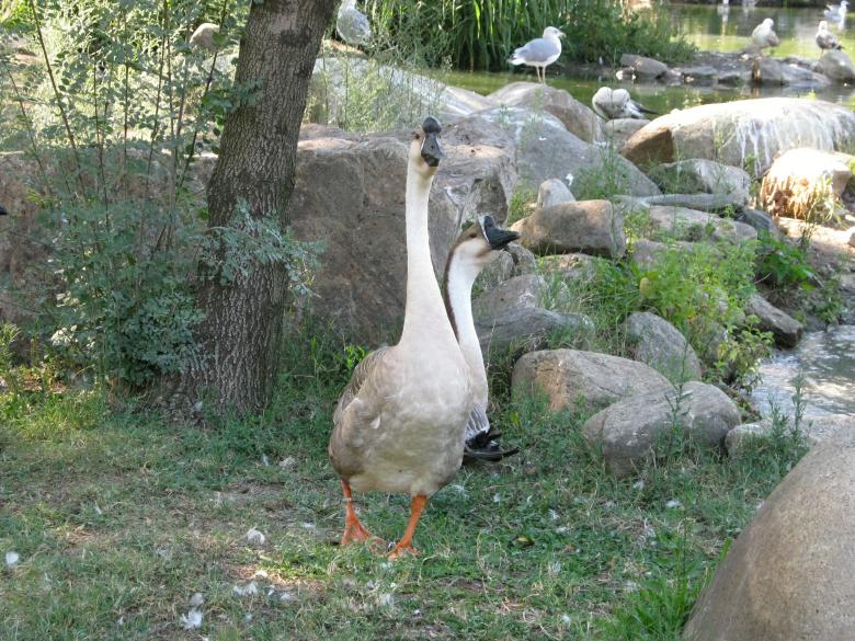 Free stock image of Long Neck Geese in Zoo created by mrceviz