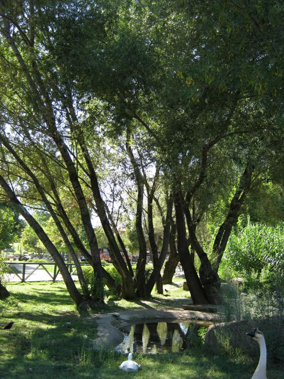 Free stock image of Trees and geeze created by mrceviz