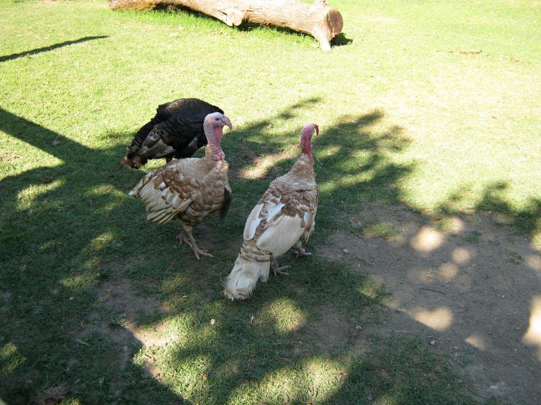 Free stock image of Turkeys created by mrceviz