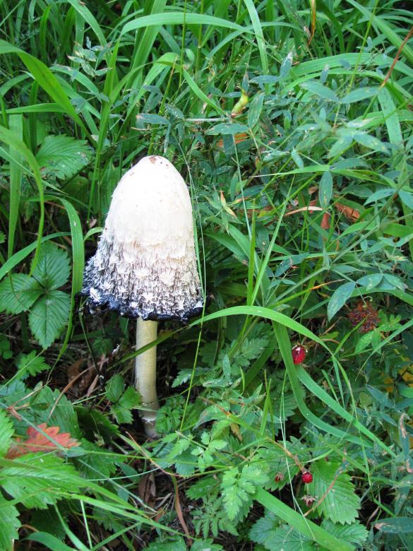 Free stock image of Beautiful edible mushroom  created by Yuliy Ganev