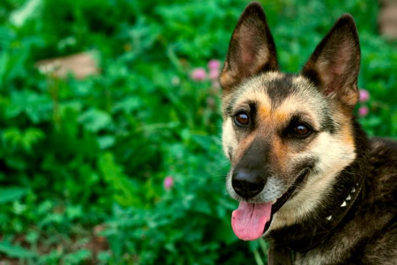 Free stock image of dog created by 2happy