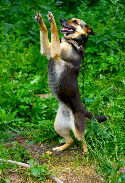 Free stock image of dog created by 2happy