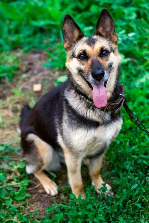 Free stock image of dog created by 2happy