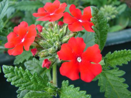 Red Flowers