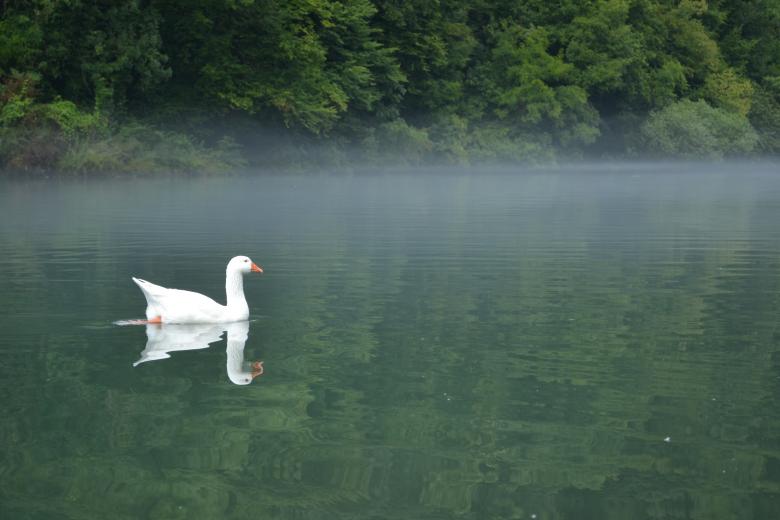 Free stock image of Swan on a river created by Tilen Hrovatic