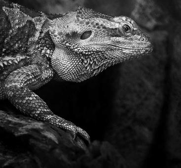 Iguana - Free Stock Photo