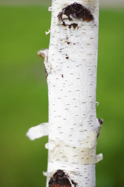 Free stock image of birch created by 2happy