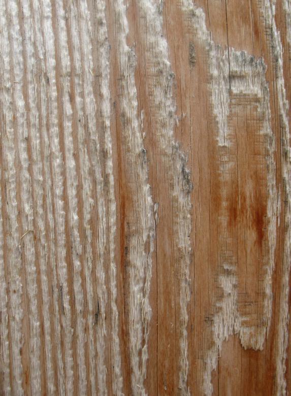 Free stock image of Wood Texture created by Free Texture Friday