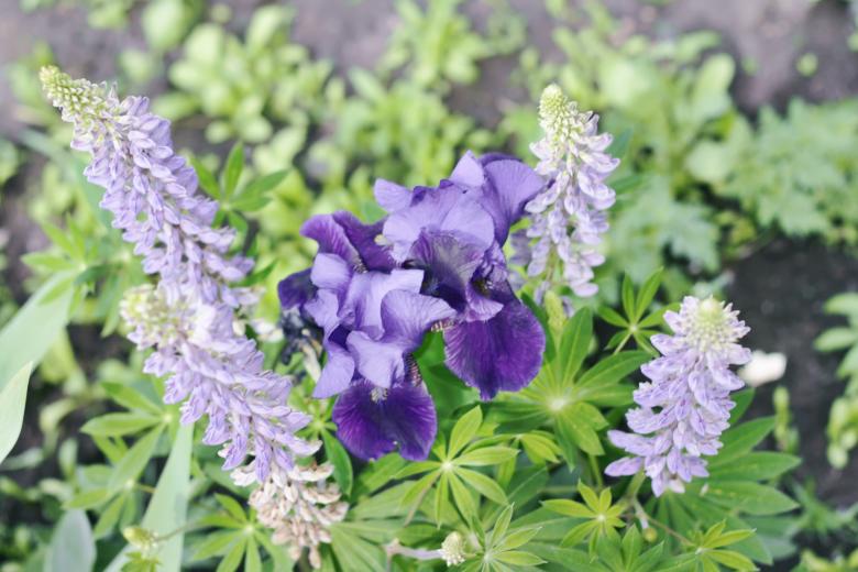 Free stock image of flowers created by 2happy