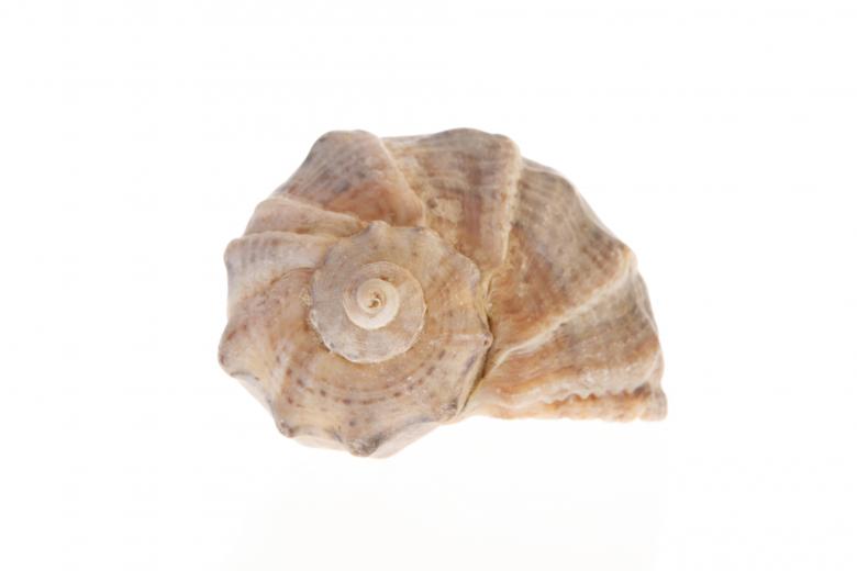 Free stock image of Seashell  created by 2happy
