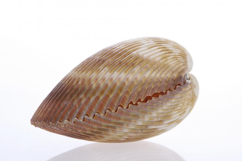 Free stock image of Seashell  created by 2happy