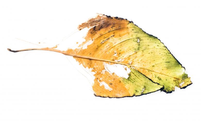 Free stock image of Lifeless Leaf created by 2happy