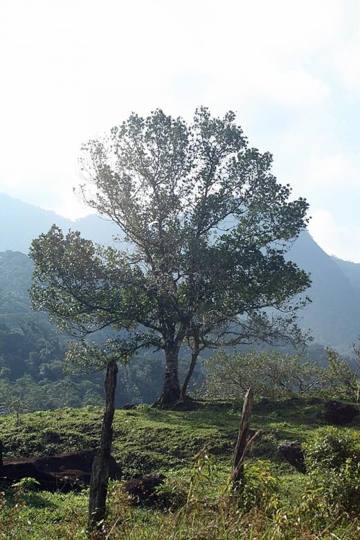 Free stock image of Tree created by juarez aparecido dos santos