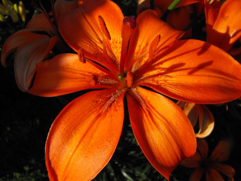 Free stock image of Orange Flower created by Kyla M