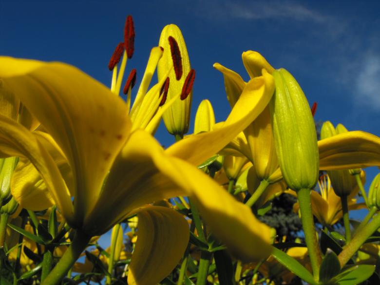 Free stock image of Yellow Flower created by Kyla M