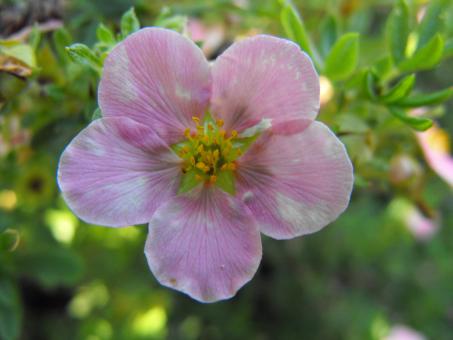Pink Flower
