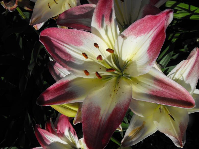 Free stock image of Pink Flower created by Kyla M